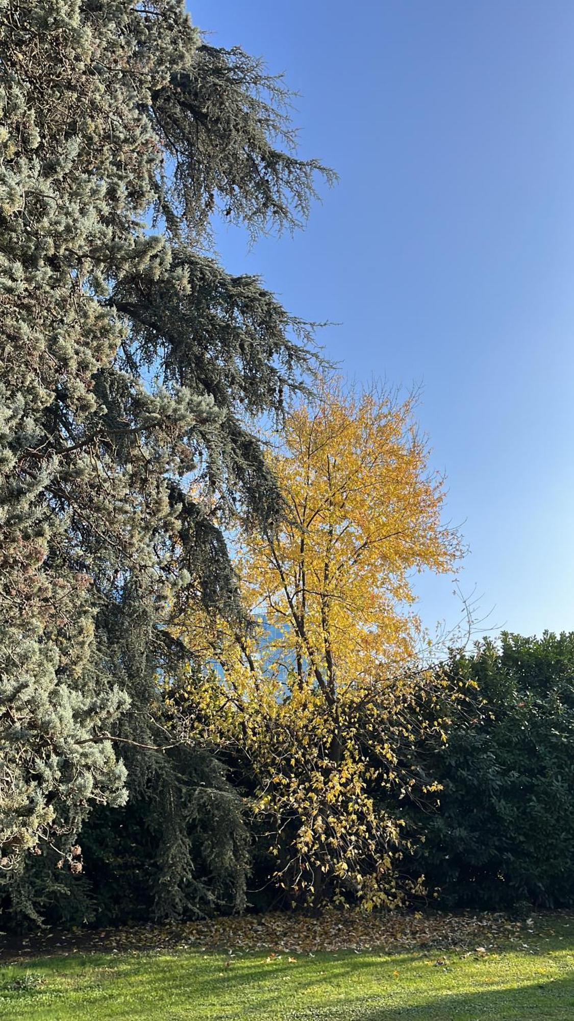 Acero Giallo Parma Buitenkant foto