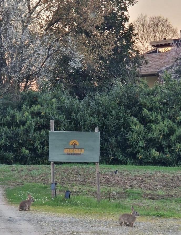 Acero Giallo Parma Buitenkant foto